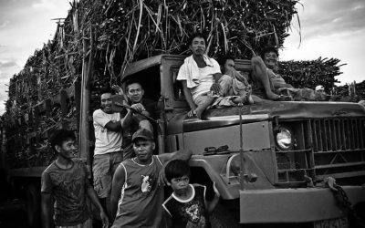 Opening up sugar industry to displace thousands of agri workers