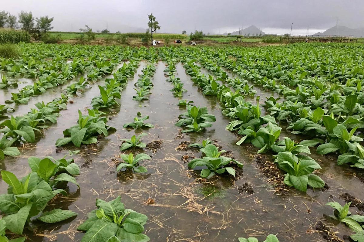 Ilocos farmers appeal for aid after rains flood tobacco fields