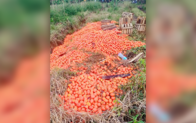 Price dip forces Bukidnon farmer to dump ripe tomatoes