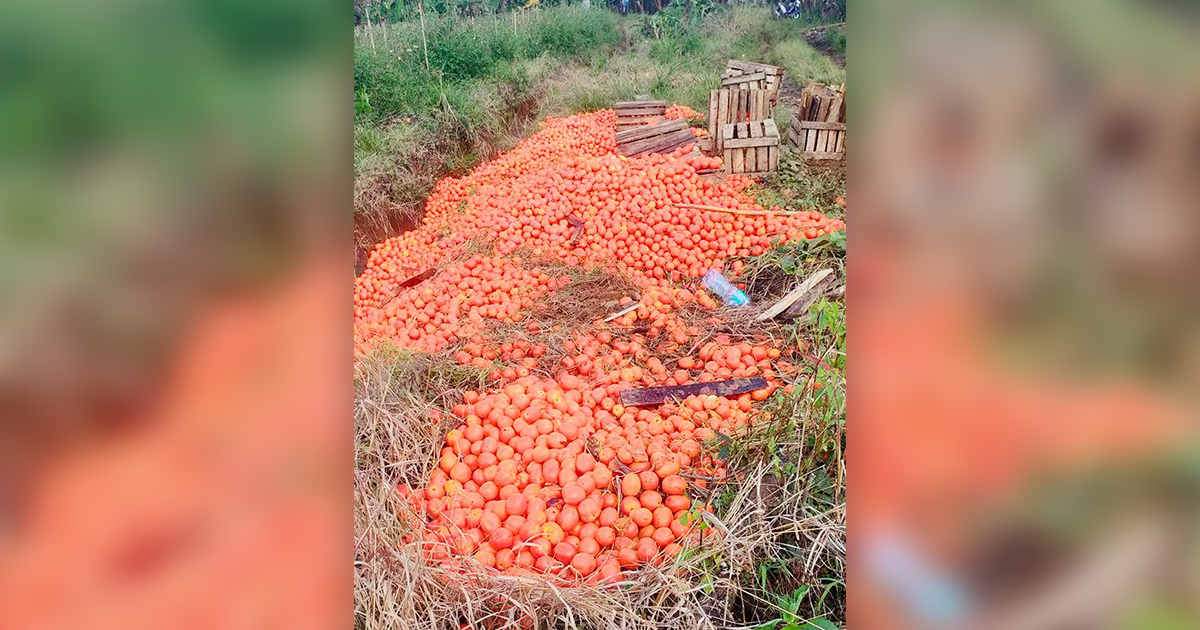 A tomato farmer in Bukidnon was supposed to earn thousands of pesos from his produce but was forced to dump them after the price went down.