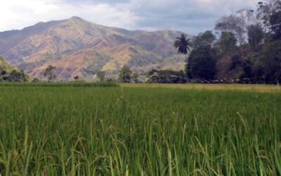 Floods damage 17 hectares of veggie farms, ricefields in Ifugao