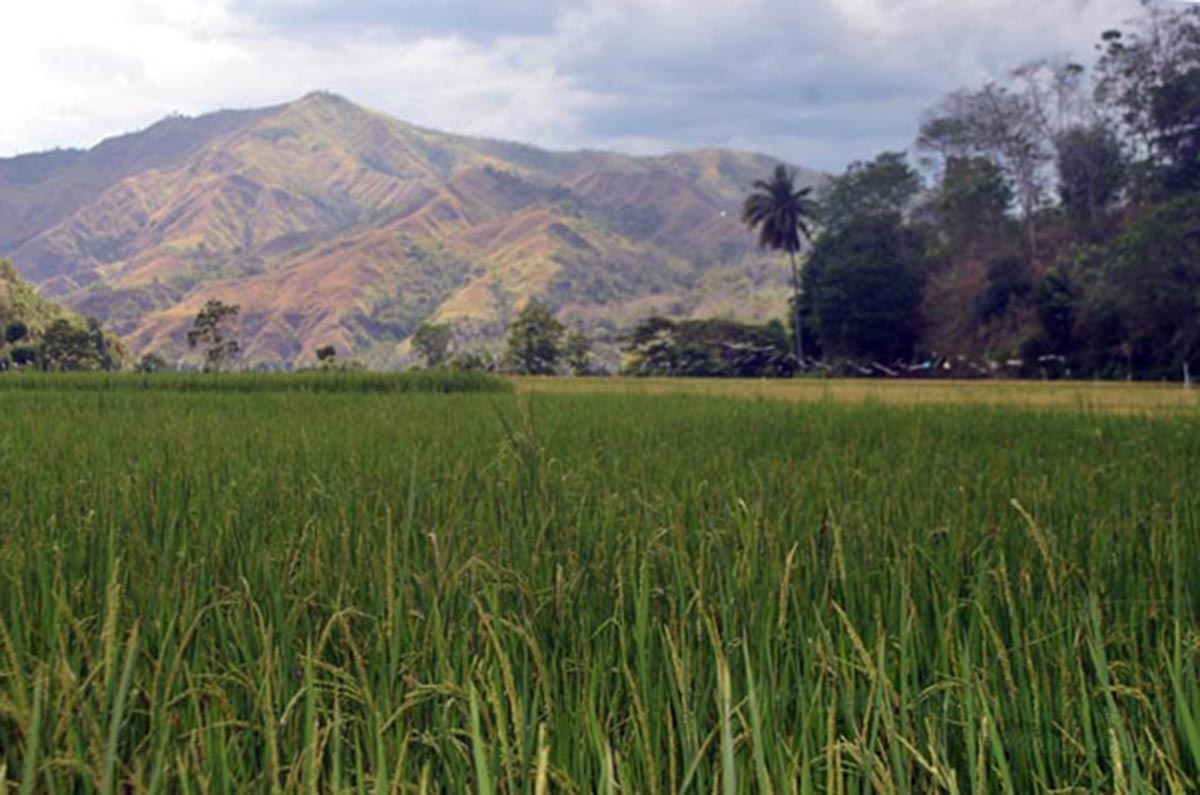 The flashfloods that hit three barangays of Lamut town in Ifugao yesterday, August 1, damaged 17 hectares of agricultural land.
