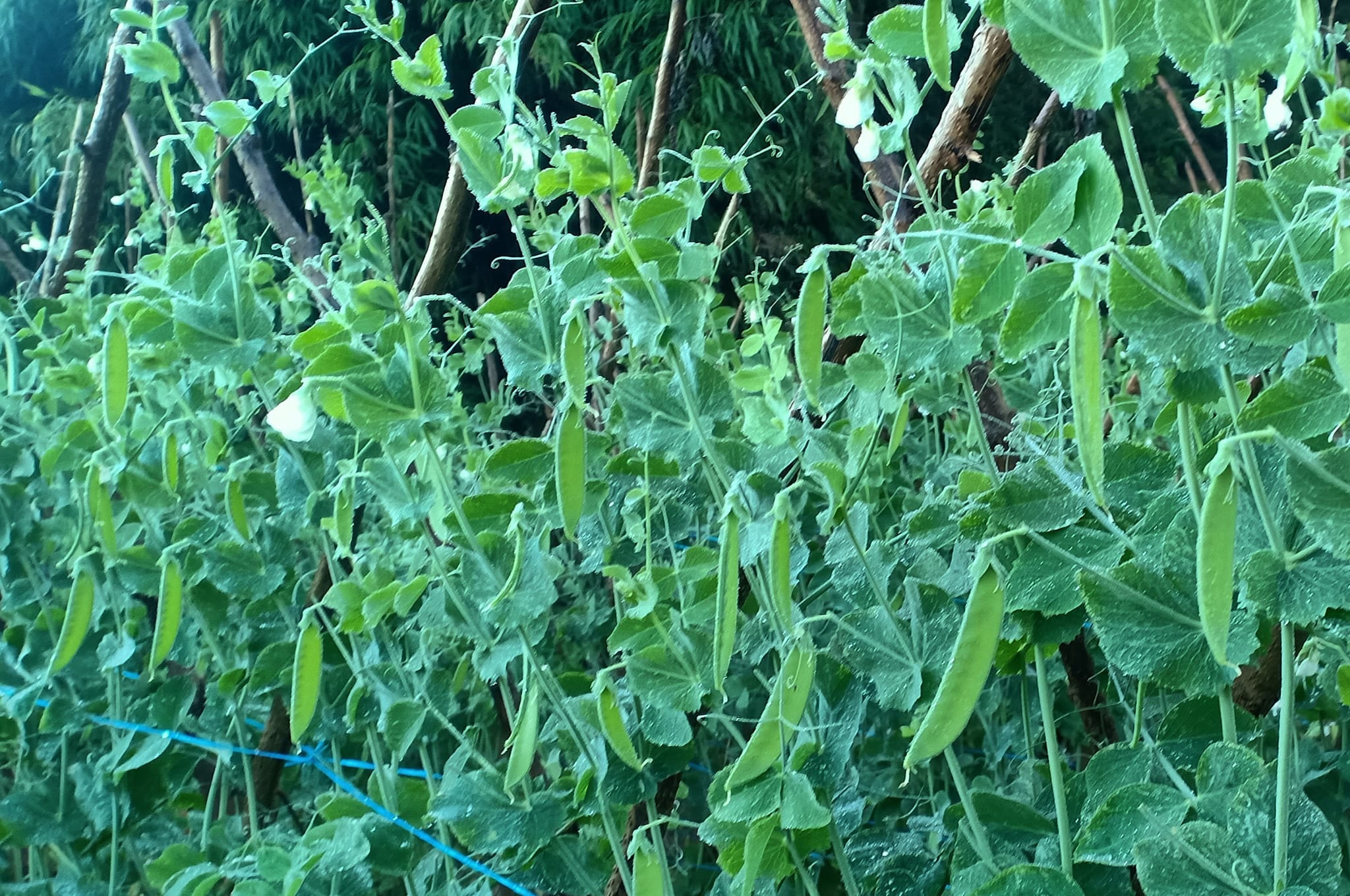 DA says minimal frost damage does not affect veggie supply