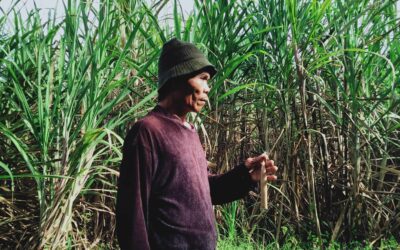 Importing sugar not a sweet deal, won’t lower price, farmers say