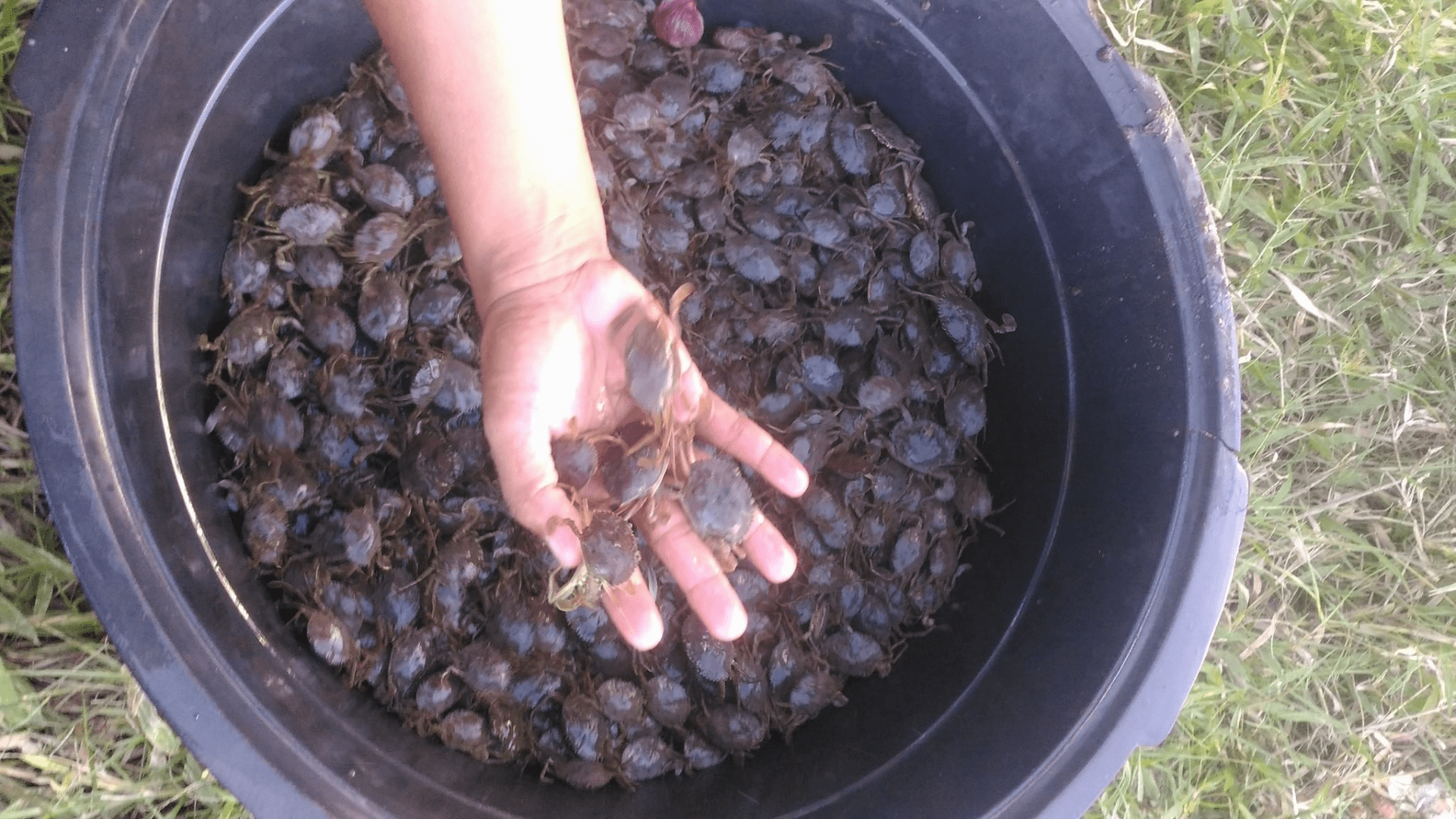 Nanganganib mawalan ng kabuhayan ang mga mag-aalimango sa Gubat, Sorsogon bunga ng pagpapatupad ng Fisheries Administrative Order 264 (FAO 264) ng Bureau of Fisheries and Aquatic Resources (BFAR).