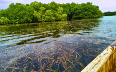 In Sorsogon, seagrass, danggit need protection
