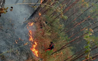 Fires raze 200 hectares of forest in the Cordillera