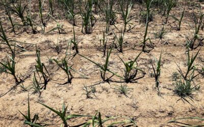Farmers, fishers demand immediate El Niño aid as losses mount